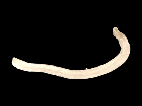 Rams Horn Selenite - Littleton Rock Shop