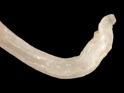 Rams Horn Selenite - Littleton Rock Shop