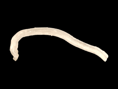 Rams Horn Selenite - Littleton Rock Shop
