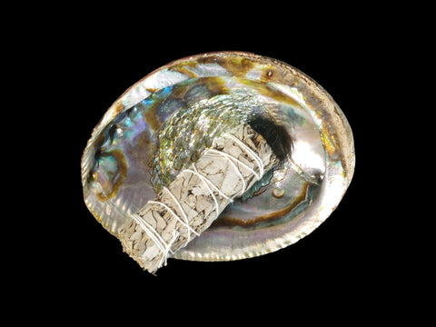 Abalone Shell (6.25") - Littleton Rock Shop