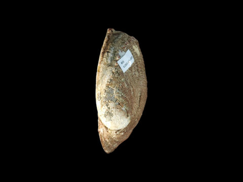 Abalone Shell (6.25") - Littleton Rock Shop