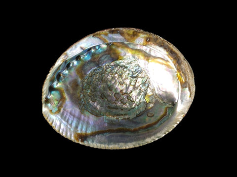 Abalone Shell (6.25") - Littleton Rock Shop