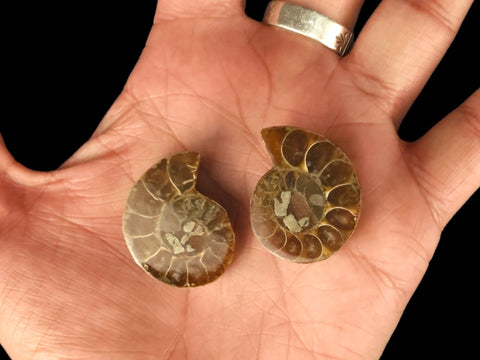 Ammonite Pair (Small) - Littleton Rock Shop