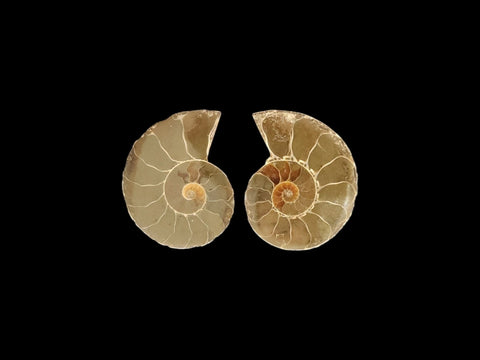 Ammonite Pair (Small) - Littleton Rock Shop