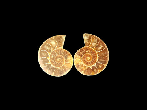 Ammonite Pair (Small) - Littleton Rock Shop