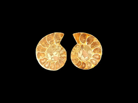 Ammonite Pair (Small) - Littleton Rock Shop