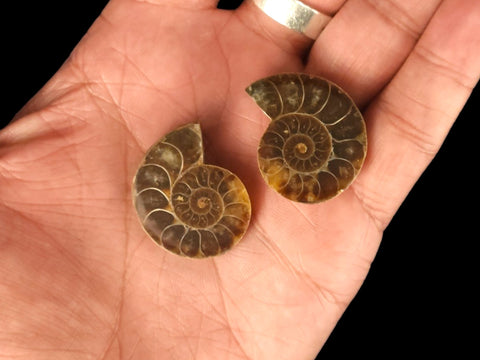 Ammonite Pair (Small) - Littleton Rock Shop