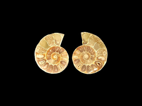 Ammonite Pair (Small) - Littleton Rock Shop