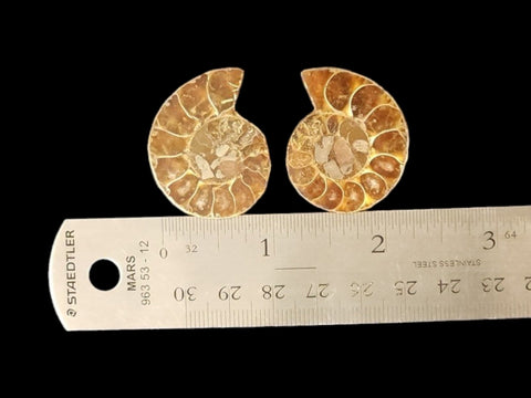 Ammonite Pair (Small) - Littleton Rock Shop