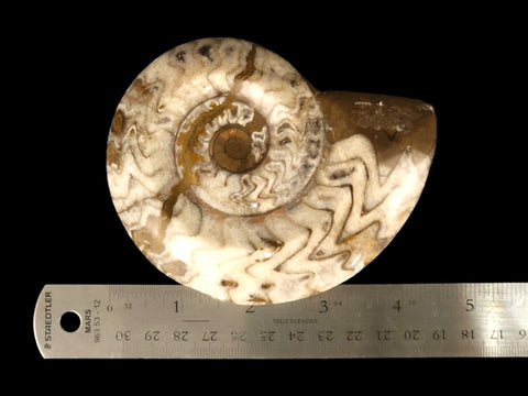 Ammonite Polished (Medium) - Littleton Rock Shop