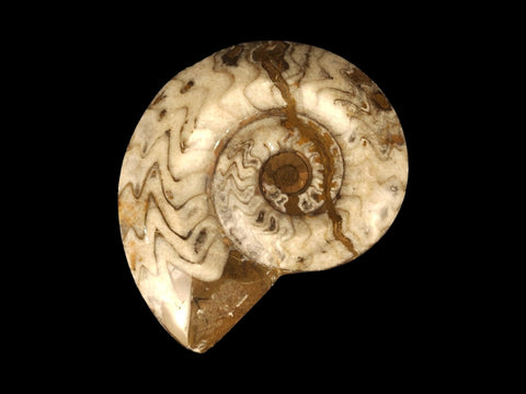 Ammonite Polished (Medium) - Littleton Rock Shop