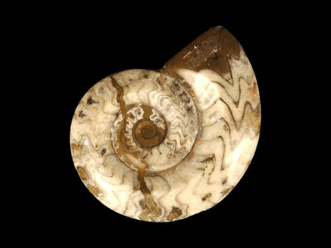 Ammonite Polished (Medium) - Littleton Rock Shop