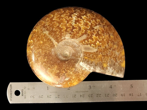 Ammonite Whole Polished (Medium) - Littleton Rock Shop