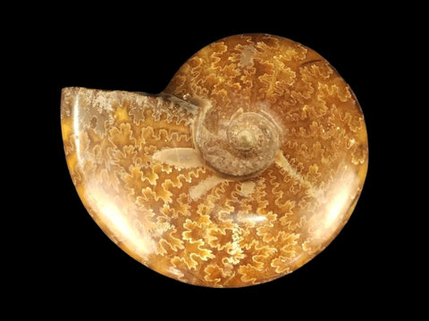 Ammonite Whole Polished (Medium) - Littleton Rock Shop