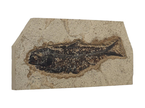 Fish Fossil (Eocene Epoch) - Littleton Rock Shop