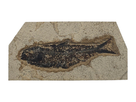 Fish Fossil (Eocene Epoch) - Littleton Rock Shop