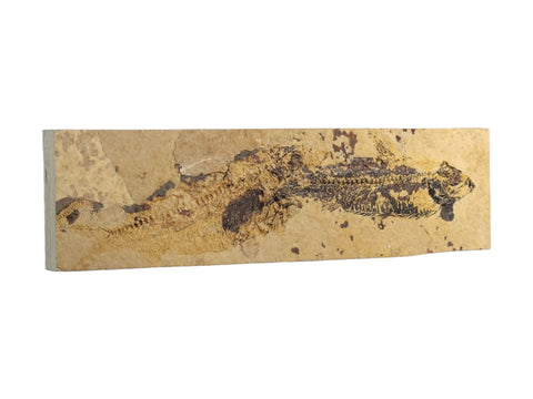 Fish Fossil (Eocene Epoch) - Littleton Rock Shop