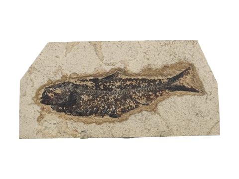 Fish Fossil (Eocene Epoch) - Littleton Rock Shop