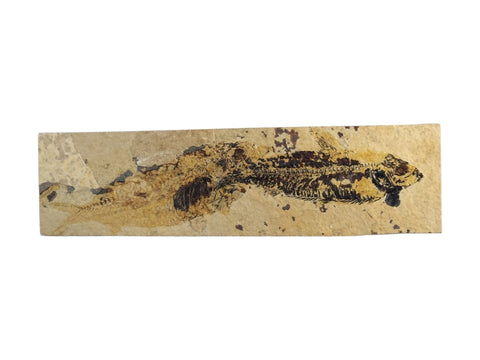 Fish Fossil (Eocene Epoch) - Littleton Rock Shop