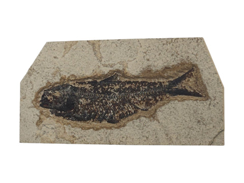 Fish Fossil (Eocene Epoch) - Littleton Rock Shop