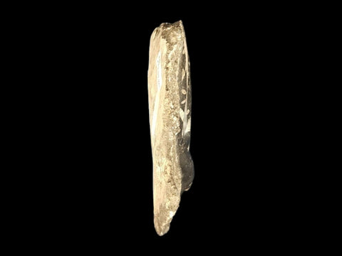 Orthoceras Fossil on Matrix (Large) - Littleton Rock Shop