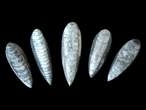 Orthoceras Teardrop Fossil (Assorted Sizes) - Littleton Rock Shop