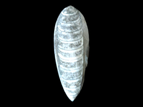 Orthoceras Teardrop Fossil (Assorted Sizes) - Littleton Rock Shop