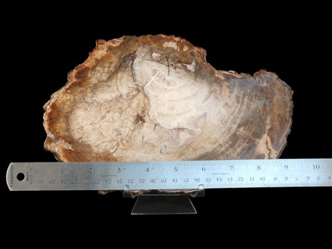 Petrified Wood Polished Slab (Large) - Littleton Rock Shop