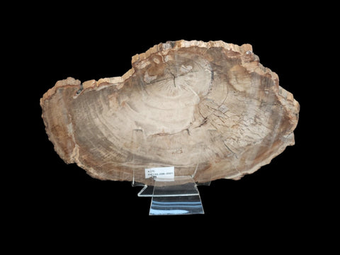 Petrified Wood Polished Slab (Large) - Littleton Rock Shop