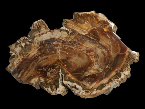 Petrified Wood Polished Slab (Small) - Littleton Rock Shop