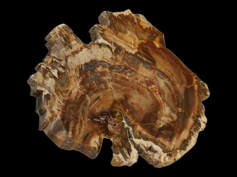 Petrified Wood Polished Slab (Small) - Littleton Rock Shop