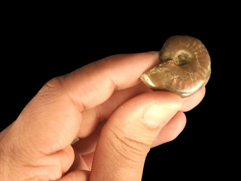 Red Flash Ammonite Whole Polished (Mini) - Littleton Rock Shop