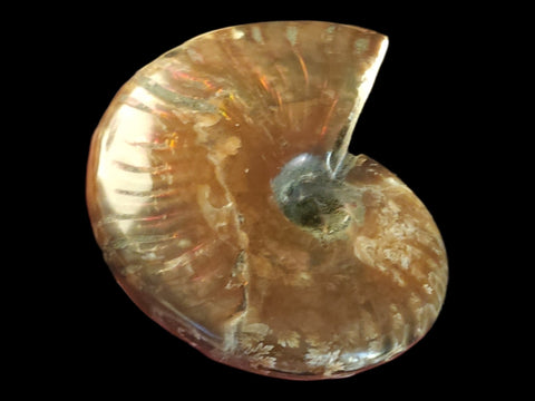 Red Flash Ammonite Whole Polished (Small) - Littleton Rock Shop