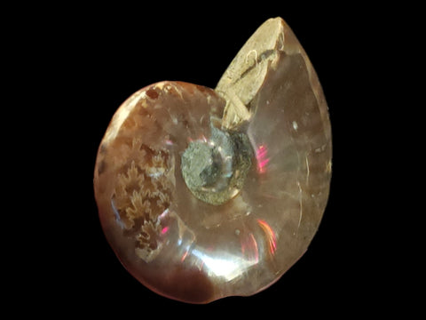 Red Flash Ammonite Whole Polished (Small) - Littleton Rock Shop