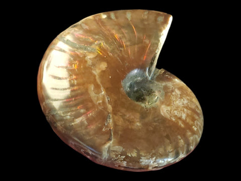 Red Flash Ammonite Whole Polished (Small) - Littleton Rock Shop