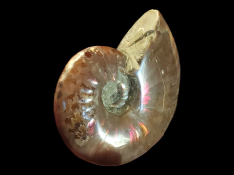 Red Flash Ammonite Whole Polished (Small) - Littleton Rock Shop