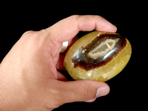 Septarian Palm Stone - Littleton Rock Shop