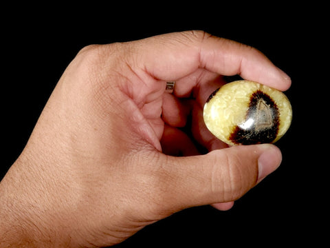 Septarian Palm Stone (Small) - Littleton Rock Shop